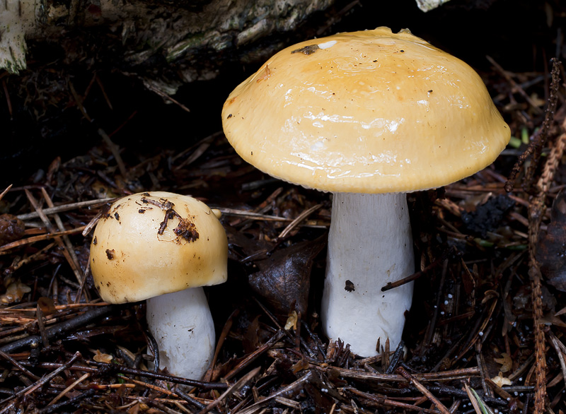 Russula claroflava